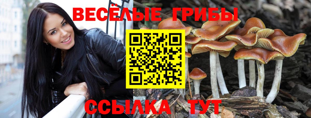 Моздок  Галлюциногенные грибы MAGIC MUSHROOMS  купить наркоту  Вход с VPN 